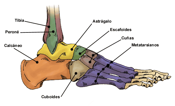 huesos pie